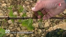 Bourgogne : la grêle ravage les vignes du Chablis