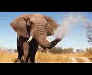 Télécharger la video: Scientists Study Why Elephants Rarely Get Cancer - National Geographic Documentary 2015