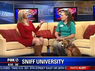 Fox 13 Good Day Tampa Bay with Meagan Montmeny, CPDT-KA