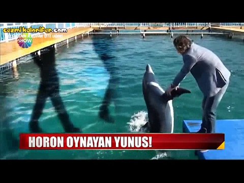 Horon Oynayan Yunus Balığı
