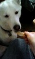 Dog that likes potato chips so funny