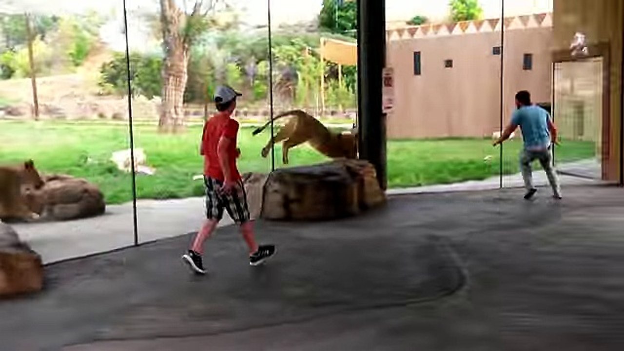 How to play with lions at the zoo