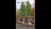 nn      Pear Trees    Bucks County Pa Grower