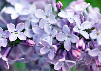 Dark Souls III PvP: [May/花]