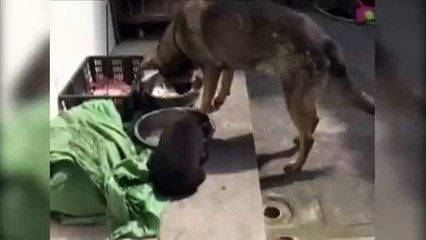 Спасенный фермером 'щенок' оказался медвежонком