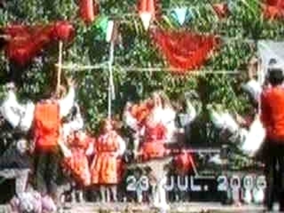 Cana verde dos galos