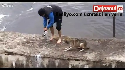 Kurtarılan Köpeğin Mutluluğu (İnsanlık İçerir)