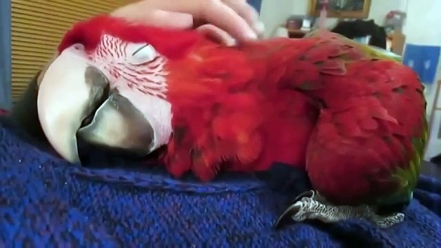 В попугая вселился кот