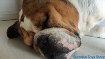 Snoring Dog Fiona :)) She İs Sleeping So Sweet