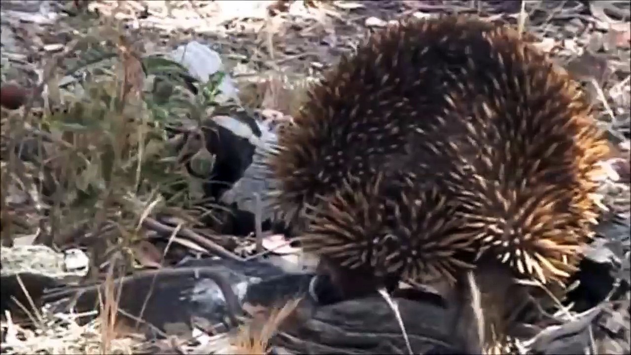 Echidna