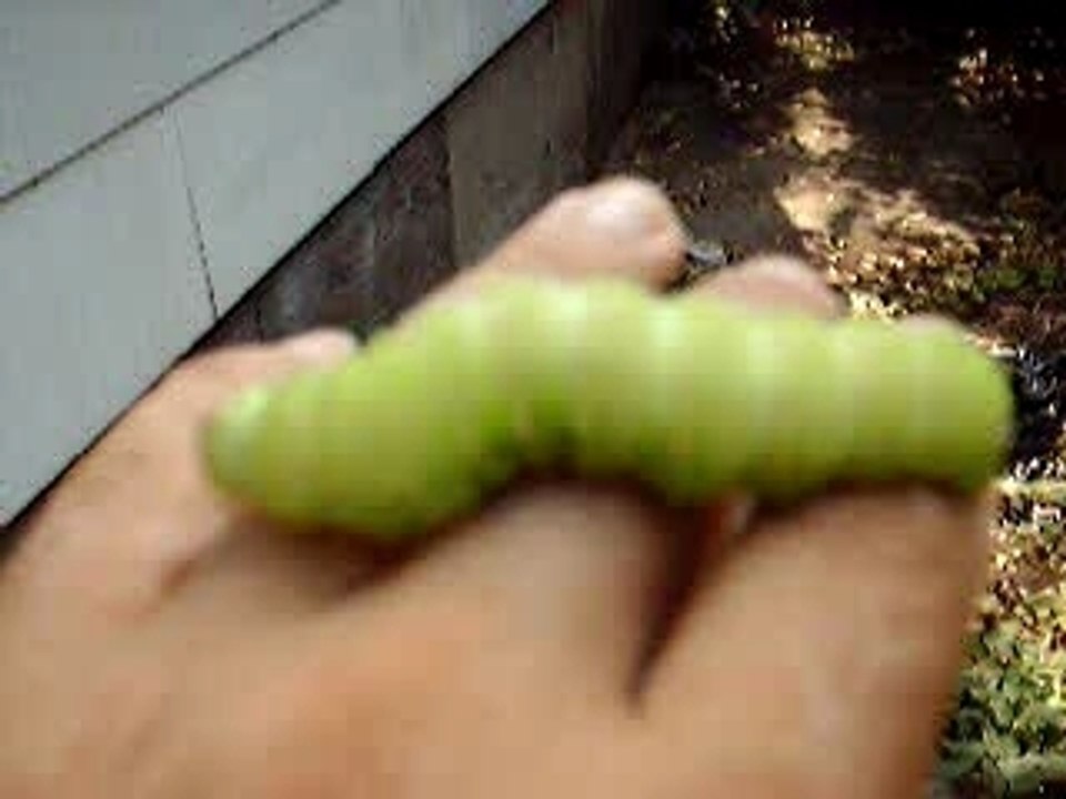 What a Monster!