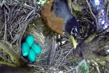 Incredible Time Lapse of Birds Nest 2016