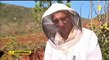 Nouvelle Calédonie : Les ruchers préservés des maladies du monde