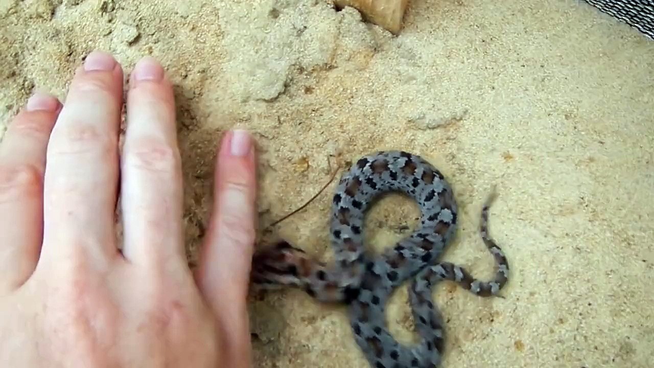 Un serpent fait le mort quand un homme le taquine