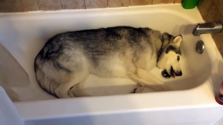 Un husky fait un caprice dans une baignoire