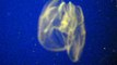 Lighted Jellyfish at Monterey Aquarium 09/28/09