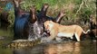 Most Amazing Wild Animal Attacks #6 - Craziest Animal Fights Caught On Camera Lion, Elephant