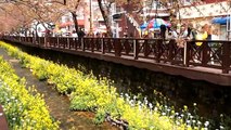 Let's Explore: Jinhae, South Korea | Travel Vlog