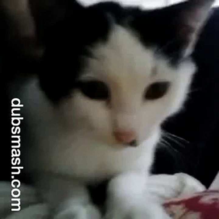 Dubsmash italia: gattina imita Belen " mi è caduta la spallina "