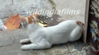 The Most Angry, Aggressive Cat In The World By wildindiafilms
