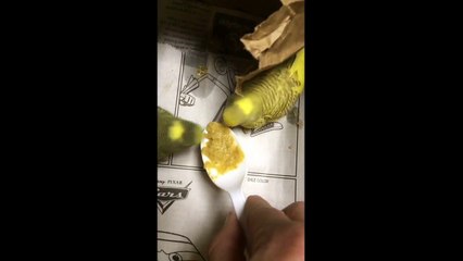 Periquitos papilleros