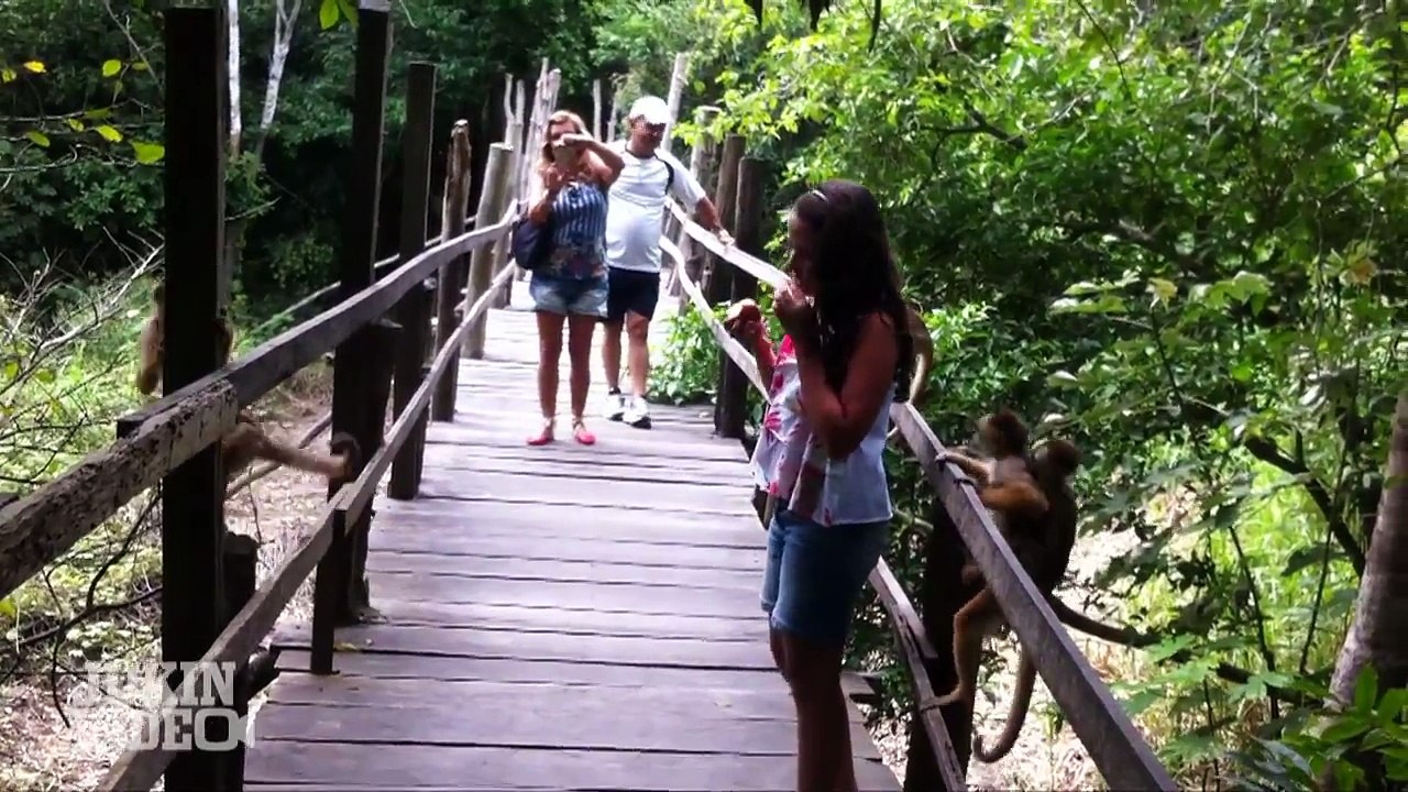 #Top5 Pesky Monkeys - JukinVideo Top Five