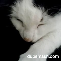 Dubsmash italia...gattina:" al mio segnale,