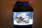 Biocube 29 Gallon Reef Tank