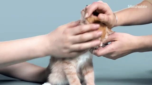 100 лет красоты кошек