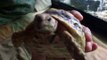 Ma Tortue Pardalis de 2 ans