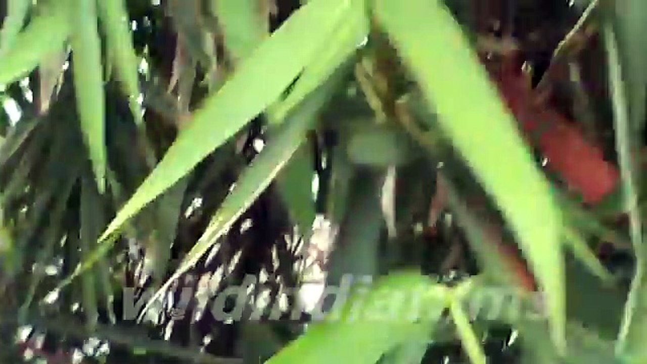 Bambusa Ventricosa (Buddha's) -Dwarf Buddha Belly Bambooby wildindiafilms