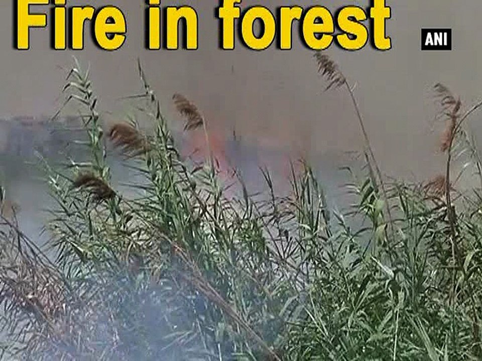 Fire in Mukherjee Nagar forest region