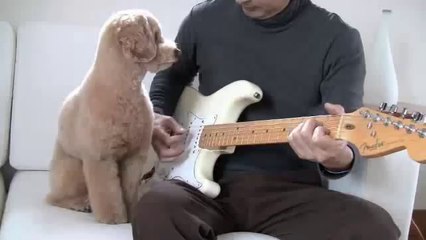 'Guitar Playing Dog'   toy poodle  Mocha