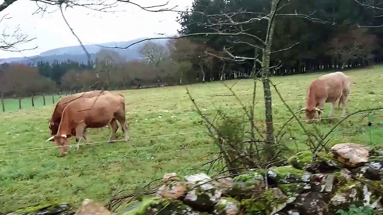 Day 59: Cows