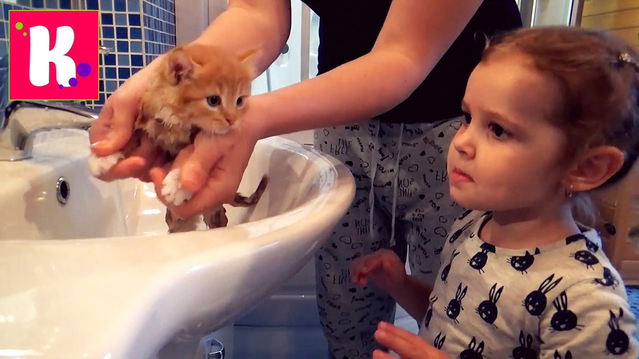 Кошка Мурка питомец Кати и Макса VLOG покупаем все необходимое для кошек Kittie care cat pets sets