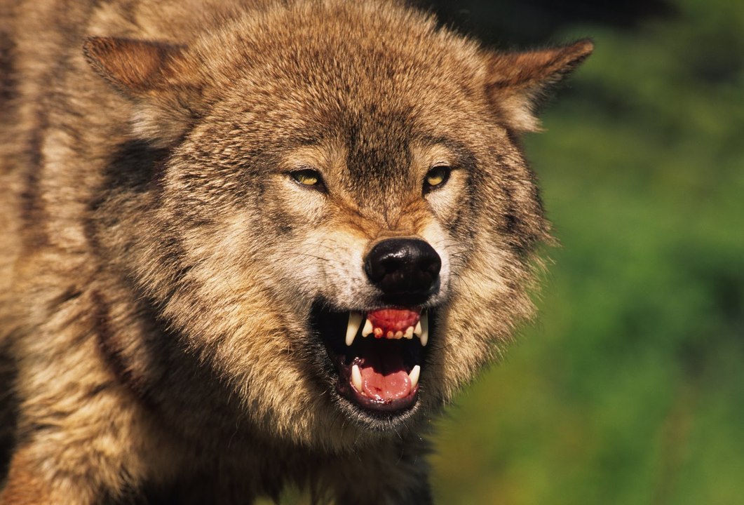 How To Tame a Wild Animal