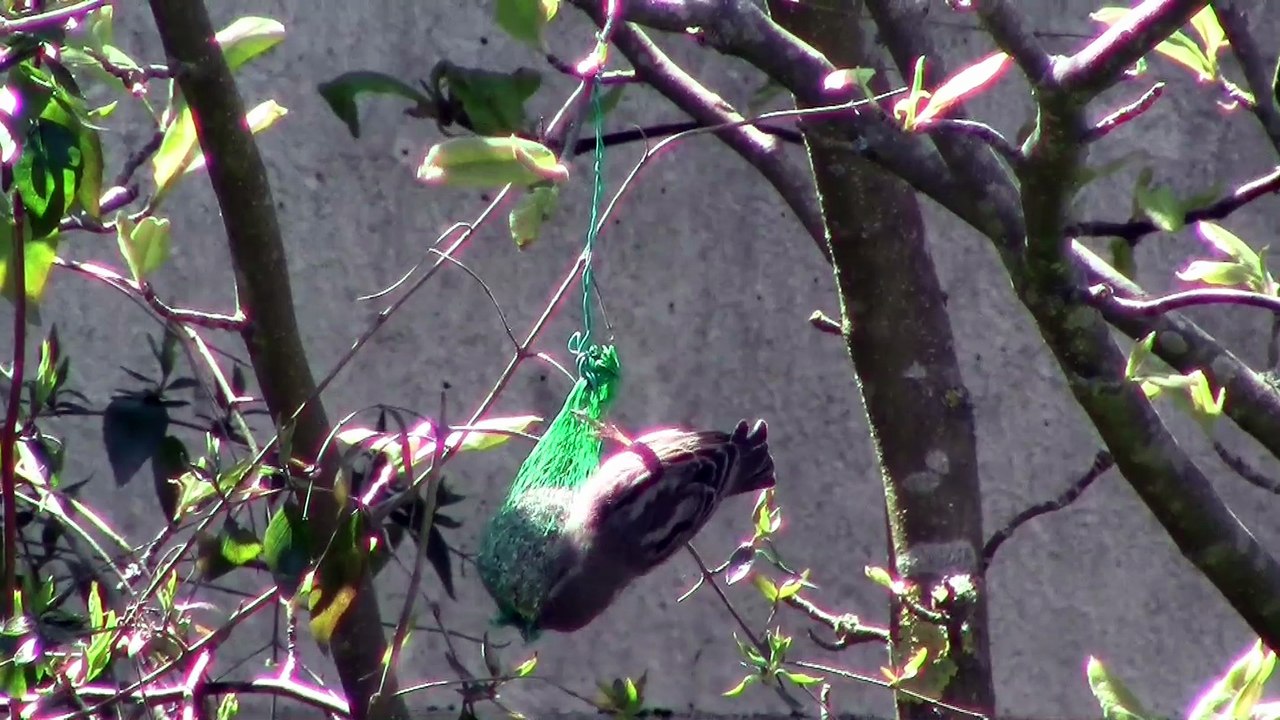 Oiseaux de nos jardins - 1ère partie