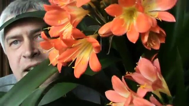 У меня цветёт оранжевый цветок в большом горшке — Геннадий Горин