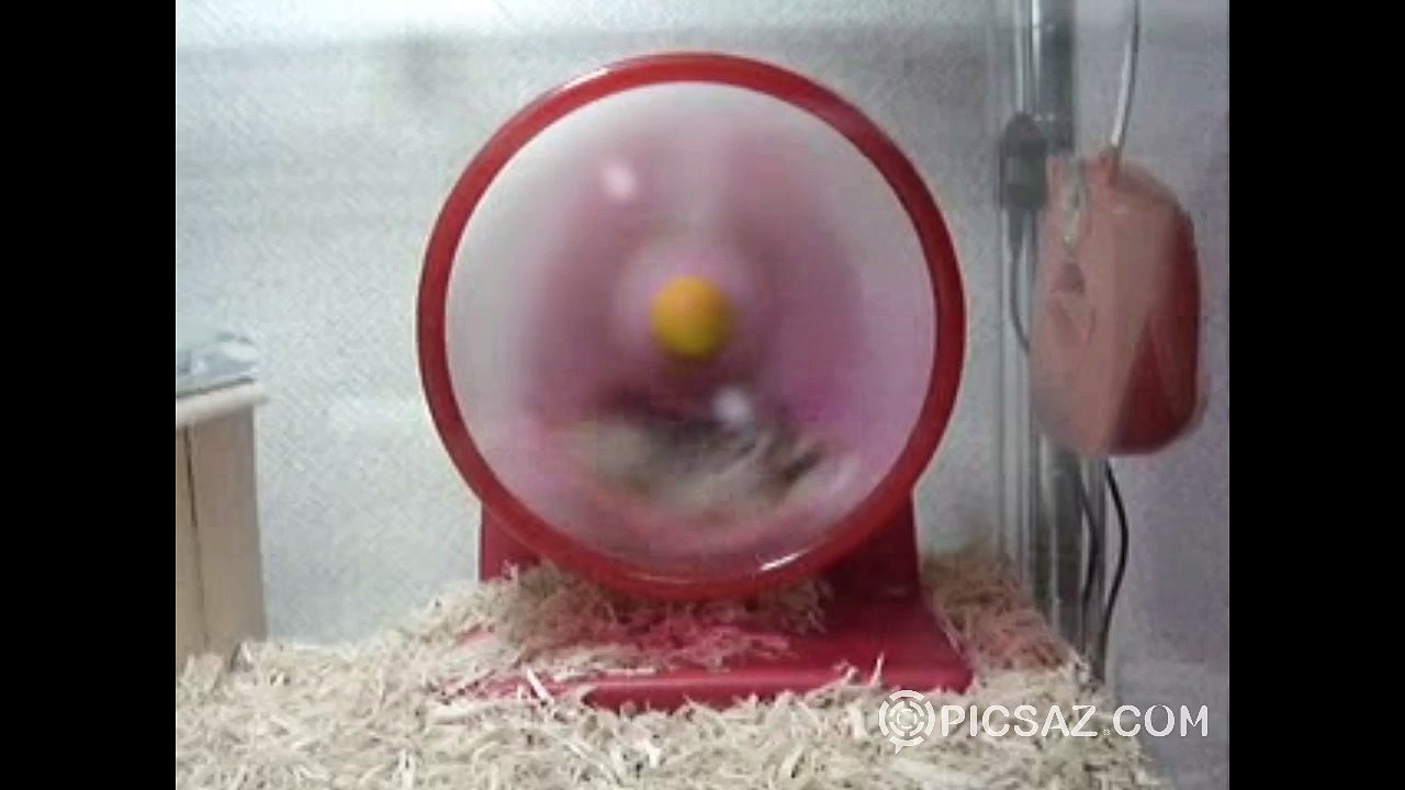 Funny animals video compilation