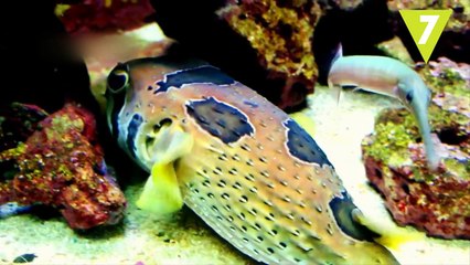 Los peces mas raros que seguro no conocias