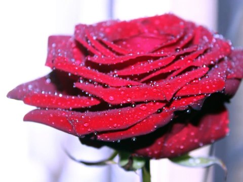 Je te le dis avec des fleurs - Je t'aime I Love you