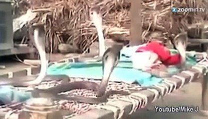 Shocking video of baby sleeping surrounded by cobras