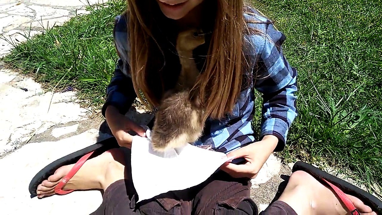 Pincette Oie de Guinee 1 mois