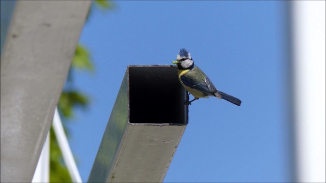 Mésange bleue entre et sort du nid