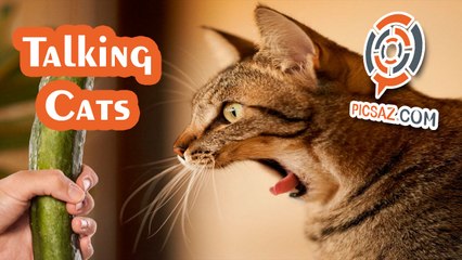 Amazing. Talking cat compilation