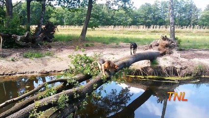 Fail Funny  Stupid Best Compilation 2016 ( 30:00 min )