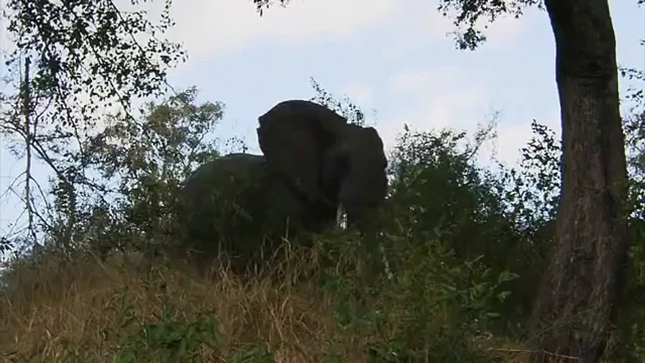 Africa's wild animals  - Part6.