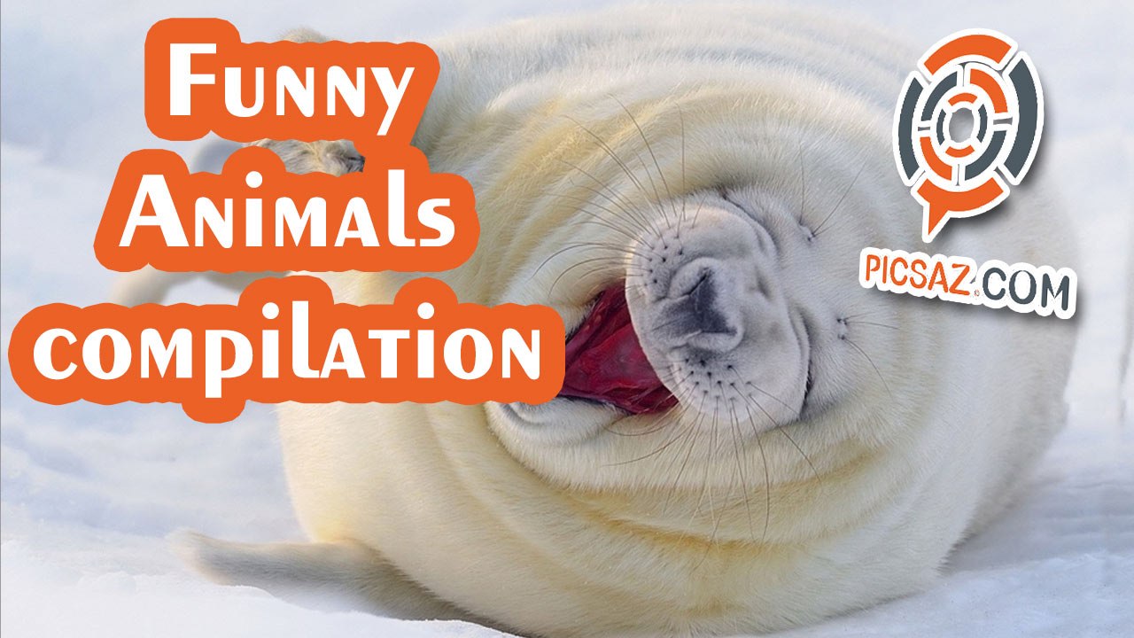 Funny animals video compilation Part 1