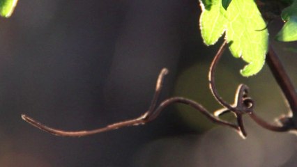 émotion douce et contemplation zen de la nature .