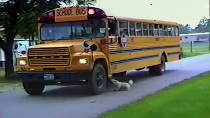 Si Aprono Le Porte Del Pulmino: Il Comportamento di Questi Cani, vi farà Sorridere!